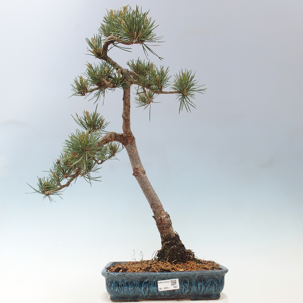 Vonkajšie bonsai - Pinus Sylvestris - Borovica lesná