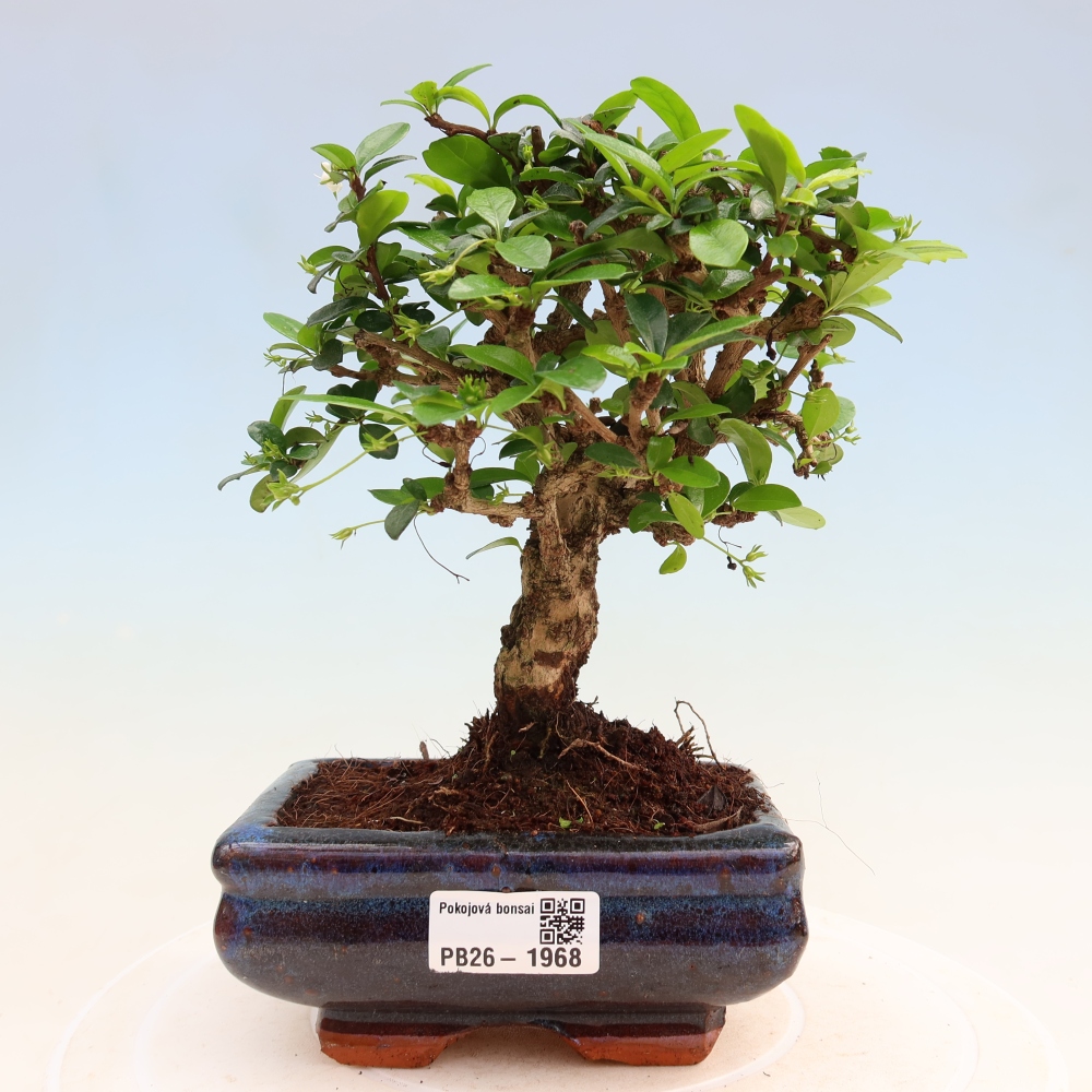 Izbové bonsaje - Carmona macrophylla - Tea fuki