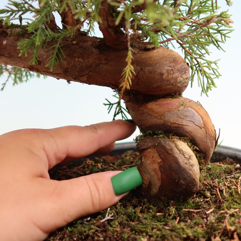 Vonkajší bonsai – Juniperus chinensis Itoigawa – čínsky jalovec