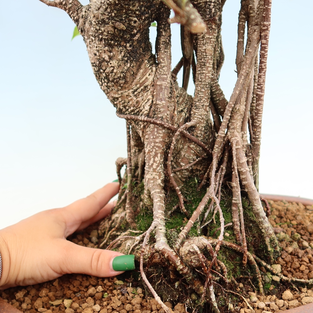 Izbové bonsaje - Ficus kimmen - drobnolistý fikus