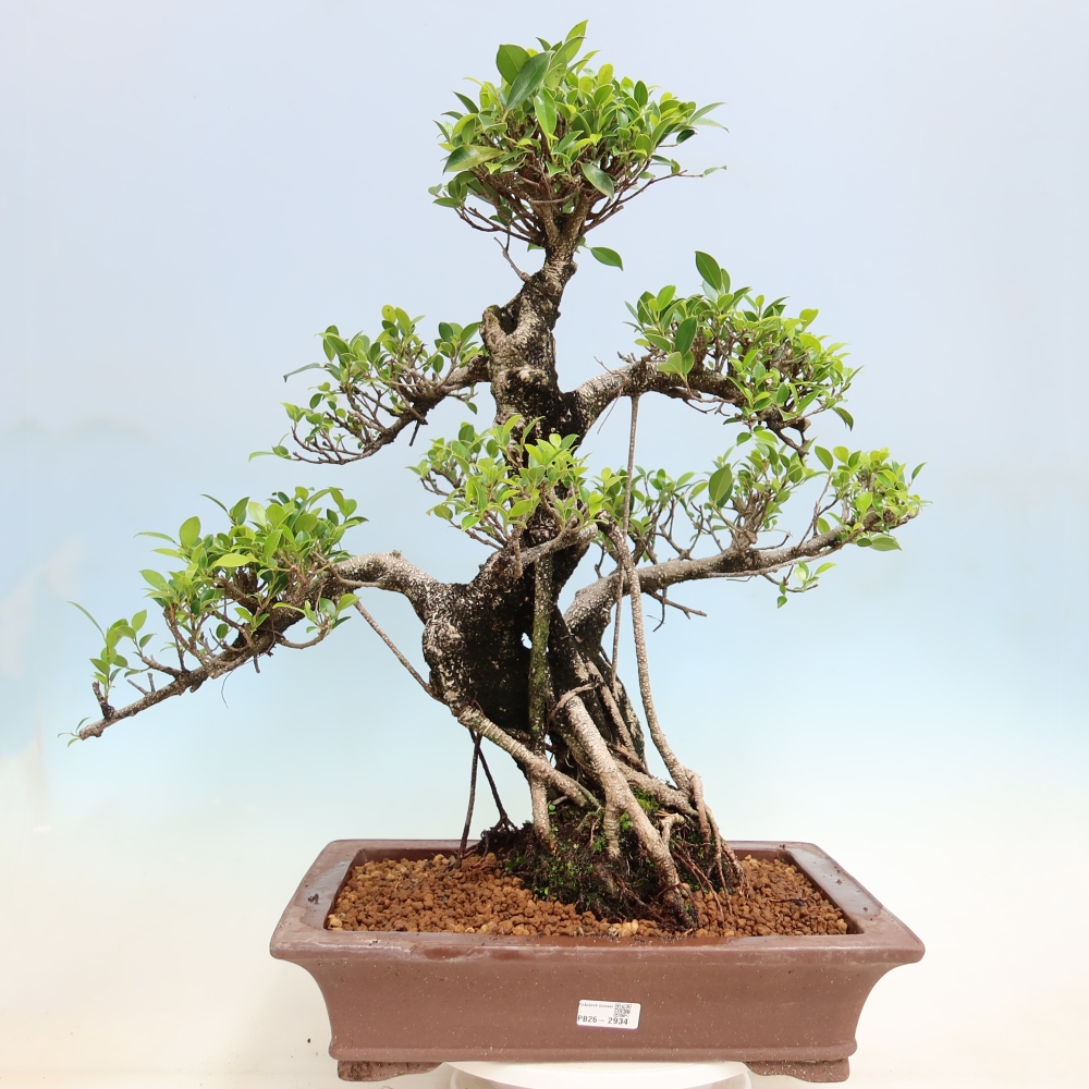 Izbové bonsaje - Ficus kimmen - drobnolistý fikus