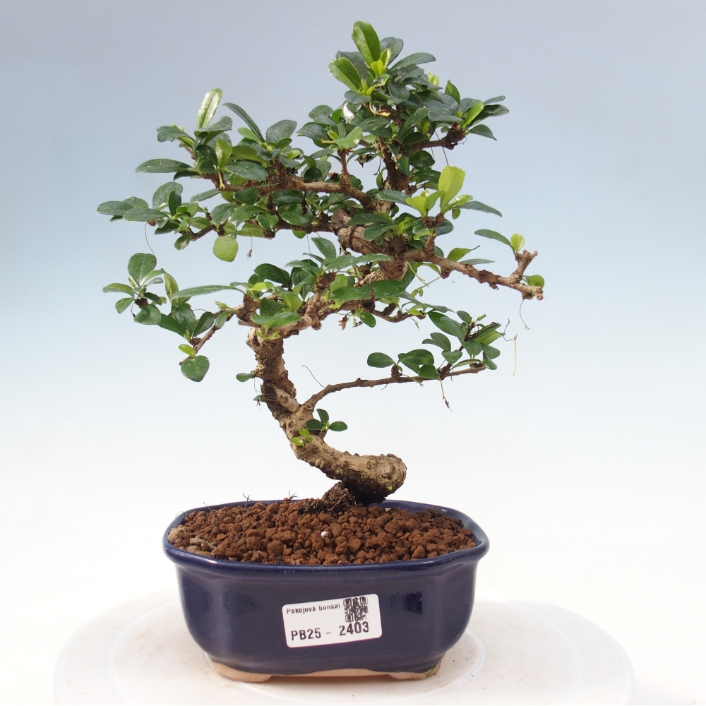 Izbová bonsai - Carmona macrophylla - Čaj fuki