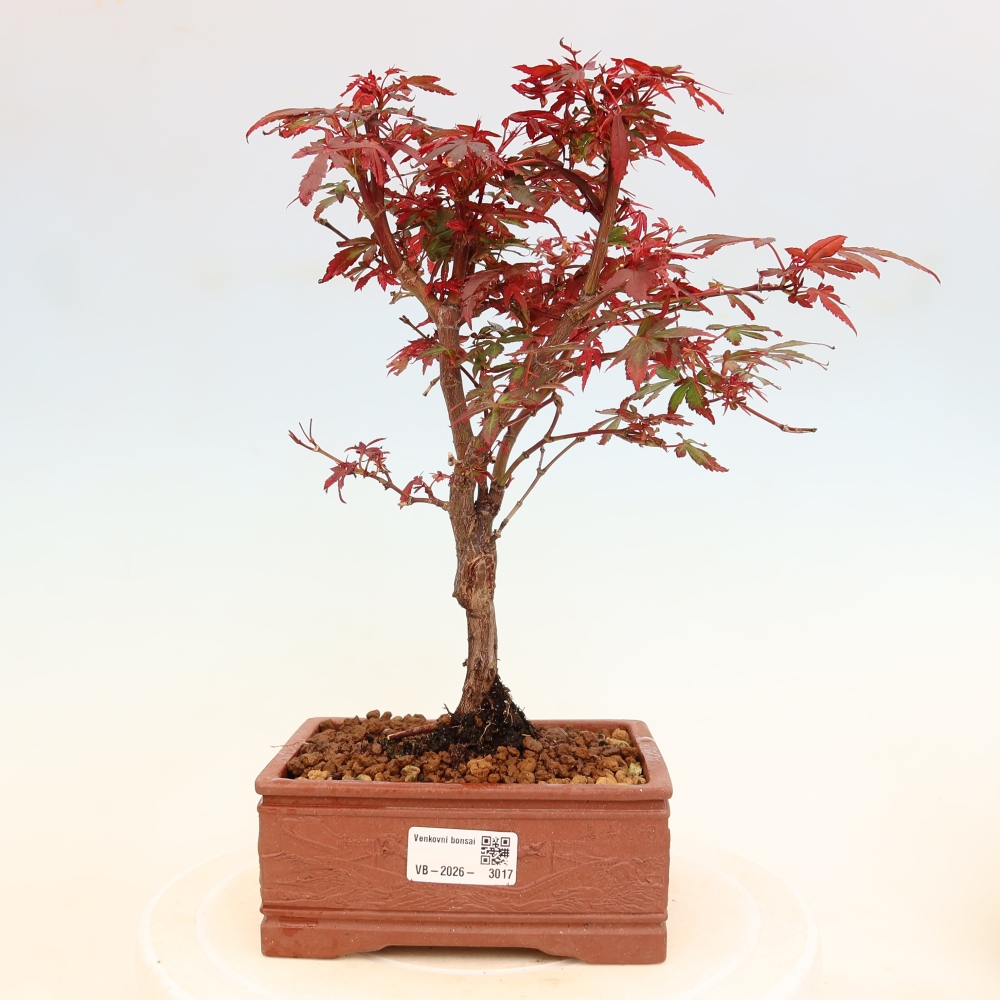 Vonkajší bonsai – javor dlaňolistý – Acer palmatum Berry Broom 