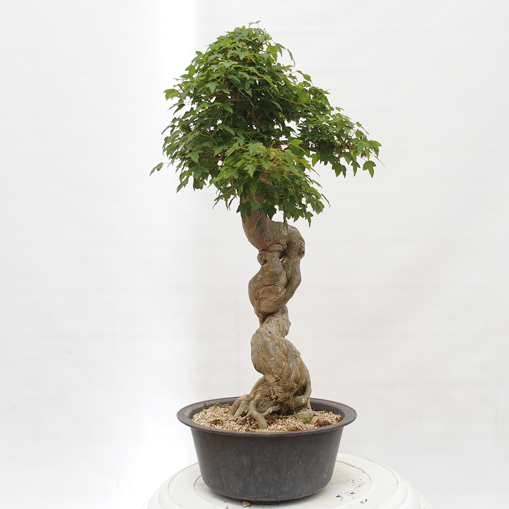 Vonkajšie bonsai - Javor Buergerianum - Javor Burgerův