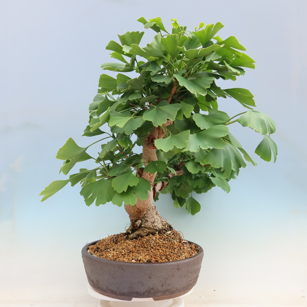 Vonkajšie bonsaje - Ginkgo biloba - Ginkgo biloba