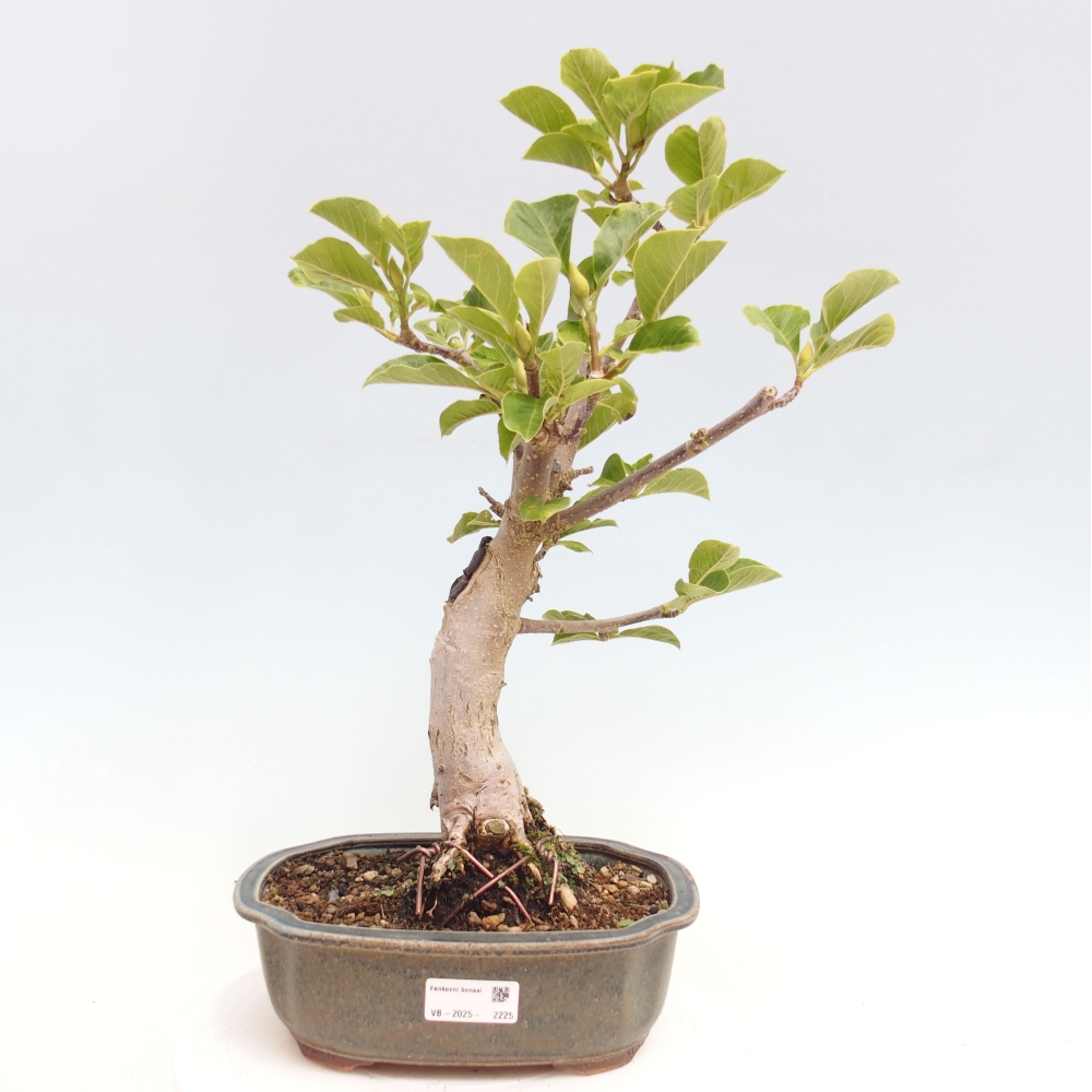 Vonkajší bonsai - Magnolia Black Tulip - Magnólia