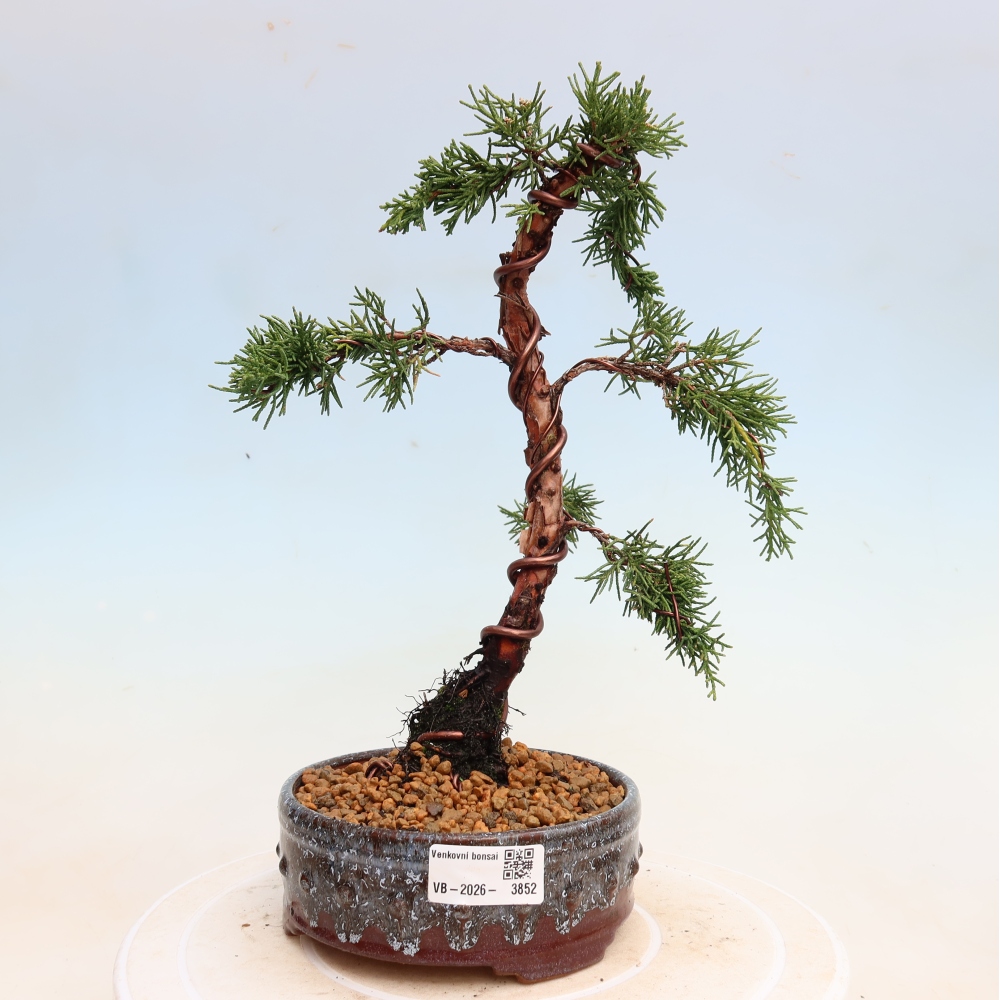 Vonkajší bonsaj - Juniperus chinensis Kishu