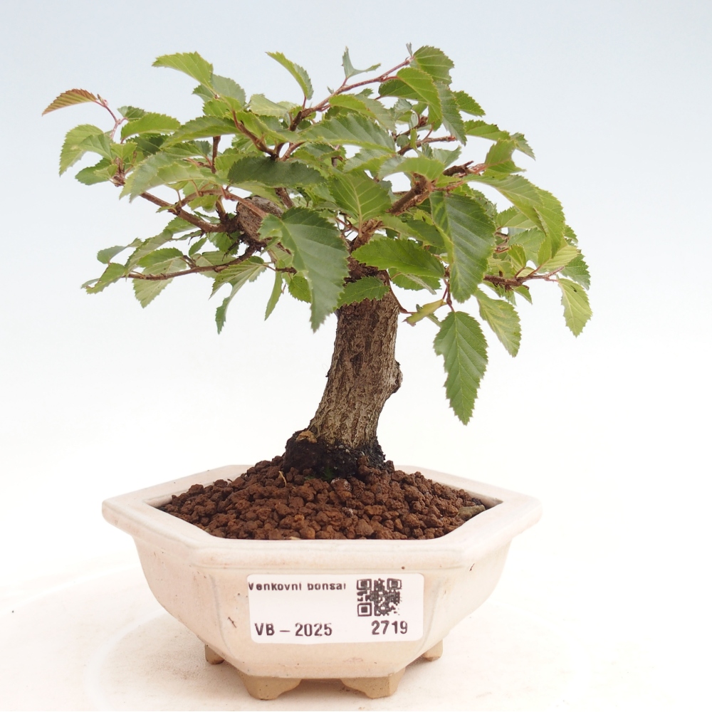 Vonkajší bonsai -Carpinus CARPINOIDES - Hrab kórejský