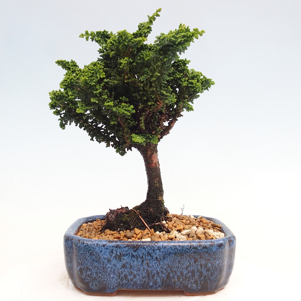 Vonkajšie bonsai - Cham. obtusa SEKKA HINOKI - Cyprus