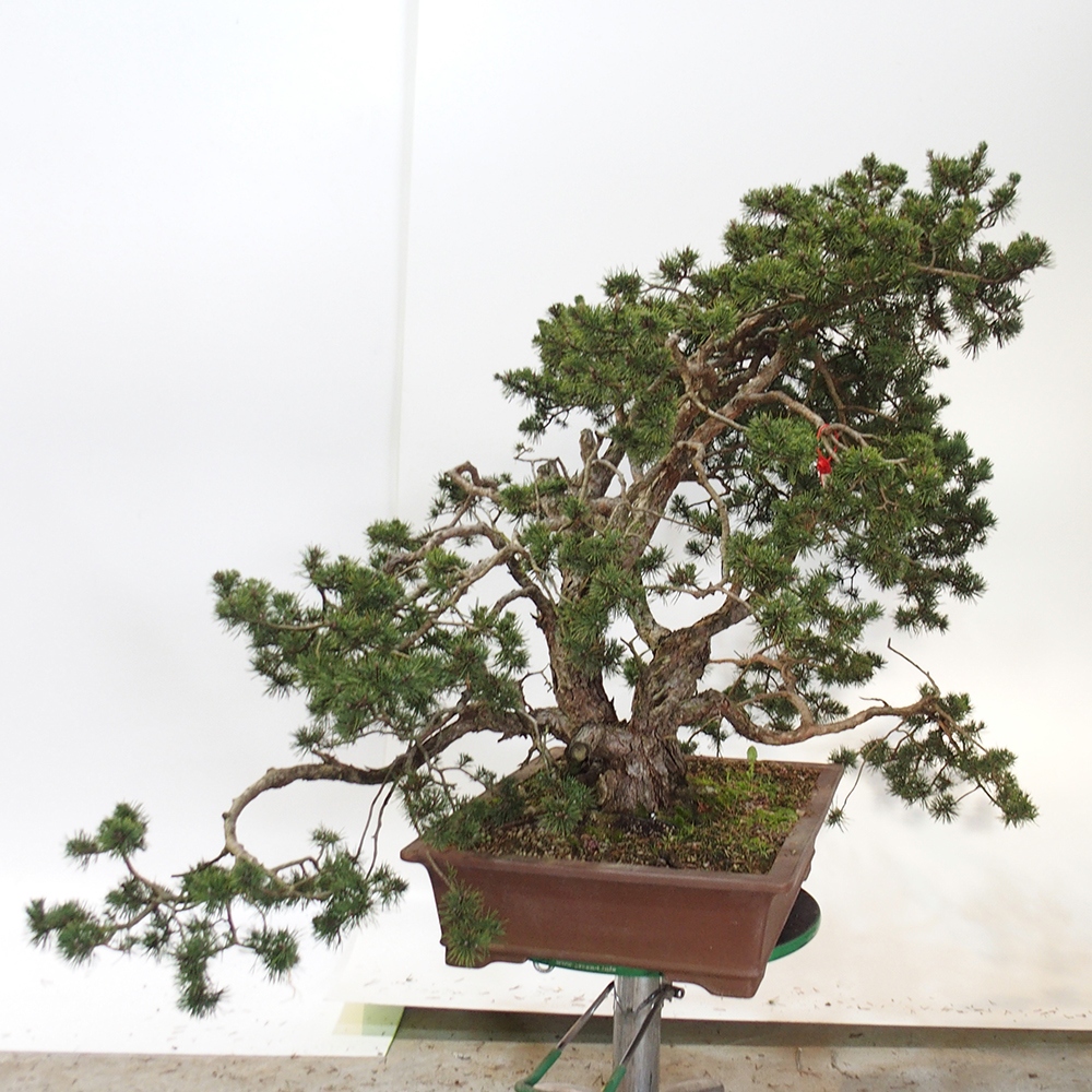 Yamadori - Pinus sylvestris Španielsko