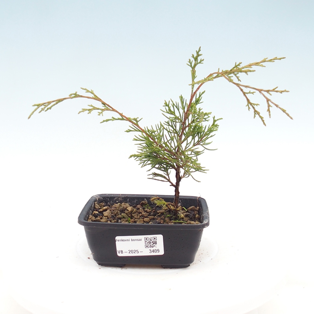 Vonkajší bonsaj - Juniperus chinensis Itoigawa