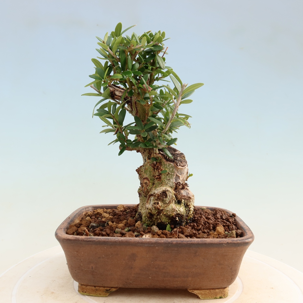Izbový bonsaj - Olea europaea sylvestris