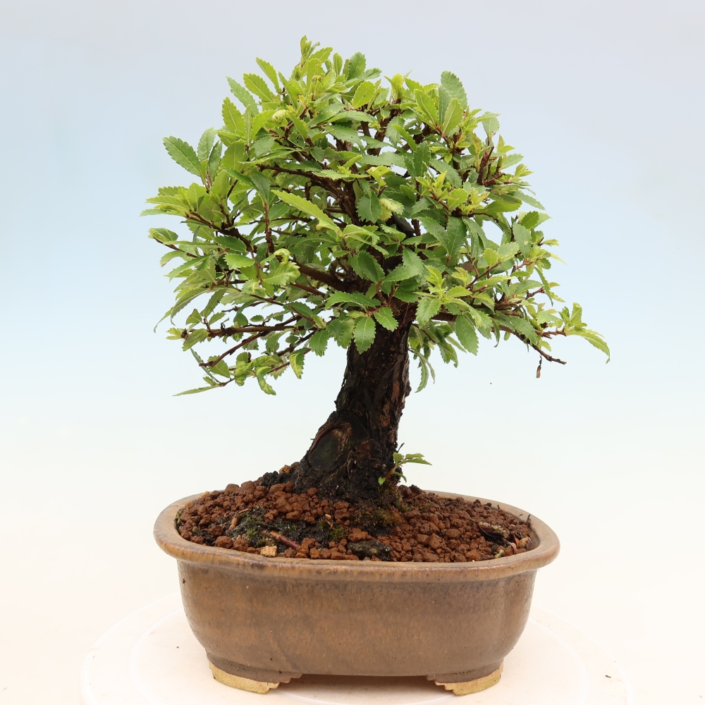 Vonkajšie bonsaje - Zelkova - Zelkova NIRE