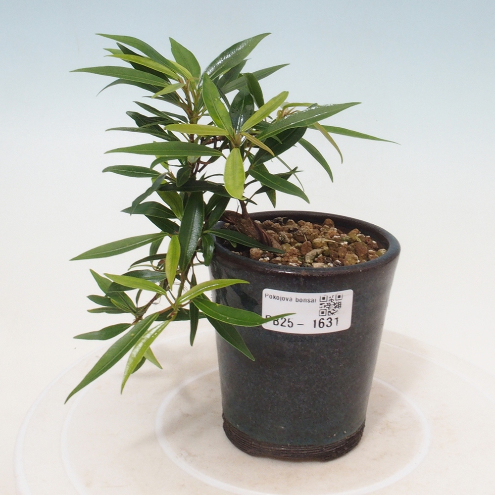 Izbová bonsai - Ficus nerifolia - malolistý fikus