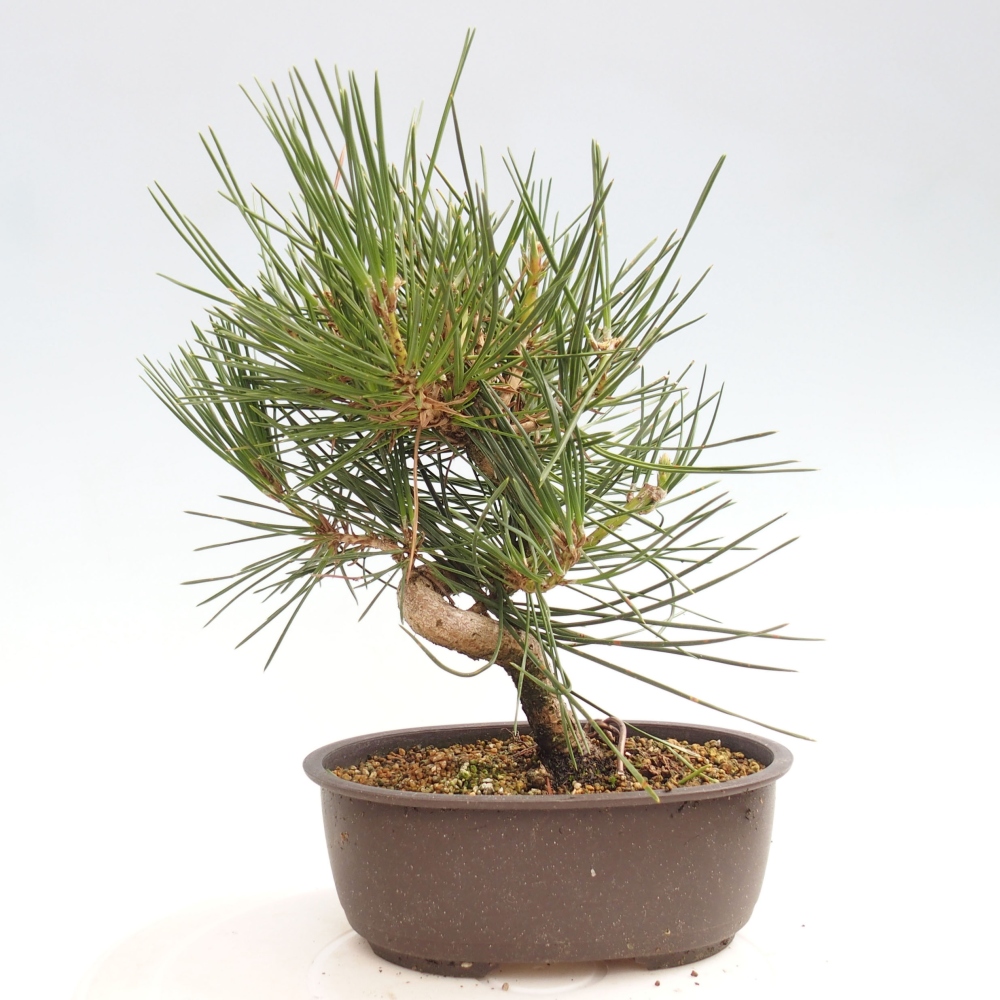 Vonkajší bonsai - Pinus thunbergii - Borovica thunbergova