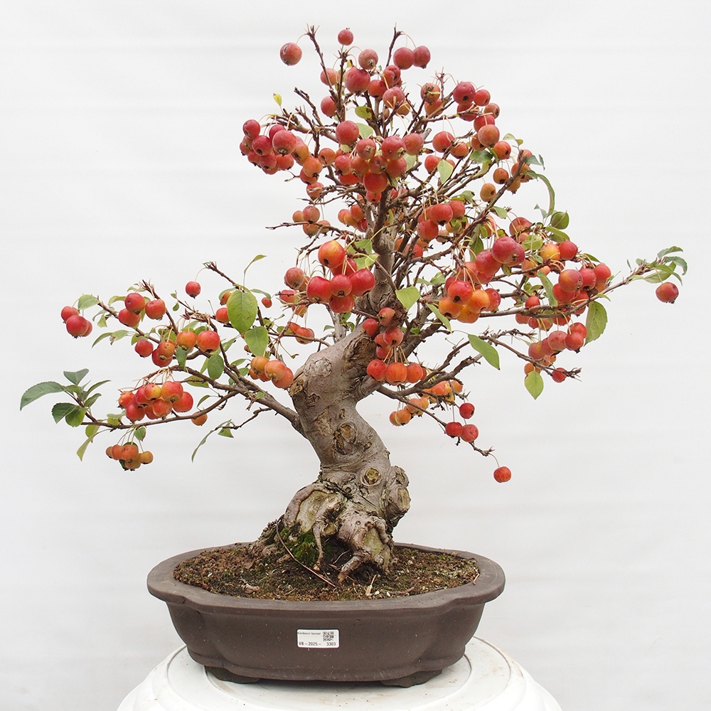 Vonkajší bonsai -Malus halliana - Maloplodá jabloň