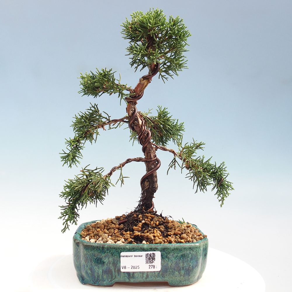 Vonkajší bonsai - Juniperus chinensis Kishu -Jalovec čínsky