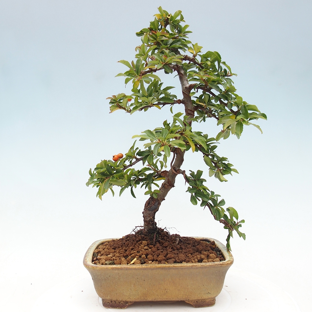 Vonkajšie bonsaje-Pyracantha Teton -Hlox