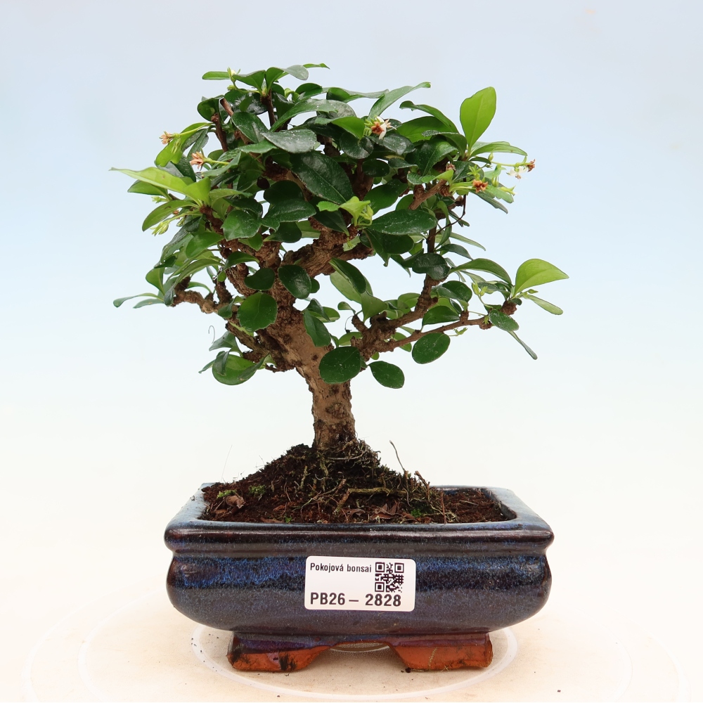 Izbové bonsaje - Carmona macrophylla - Tea fuki