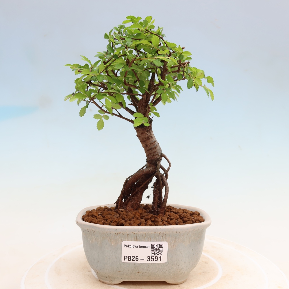 Izbový bonsaj - Ulmus parvifolia - brest malolistý