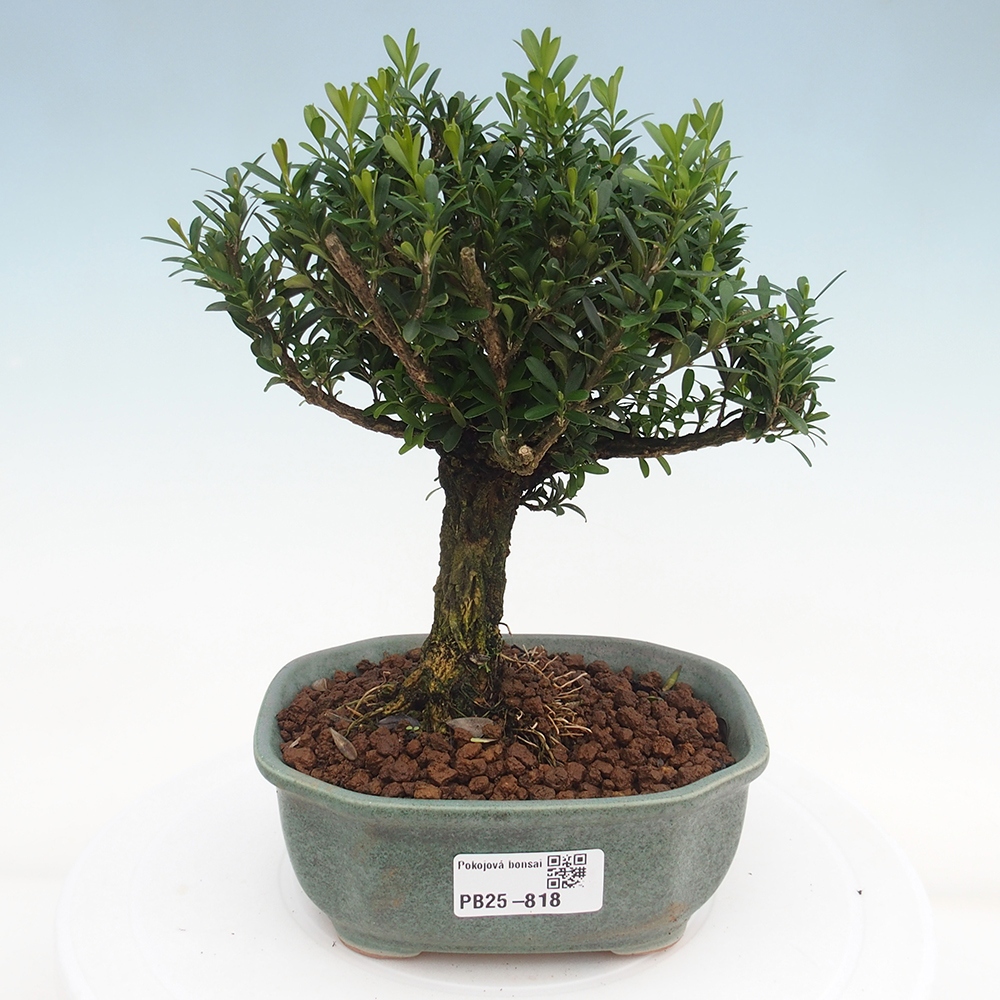 Izbová bonsai - Buxus harlandii - korkový buxus
