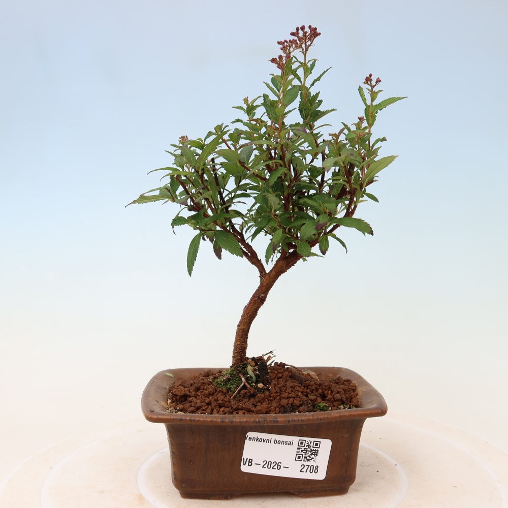 Vonkajší bonsai – spirea japonská – Spirea japonica Anthony Waterer