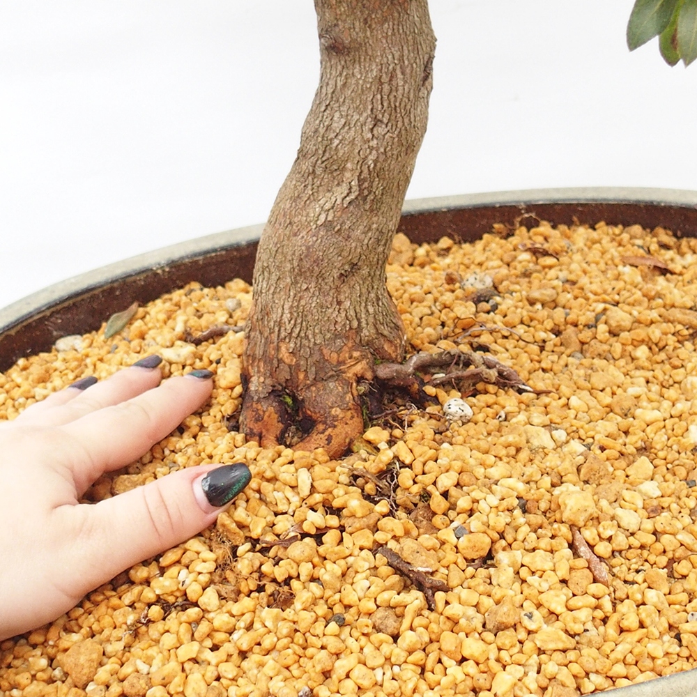 Vonkajší bonsaj - Japonská azalka - Azalka CHIHIRO