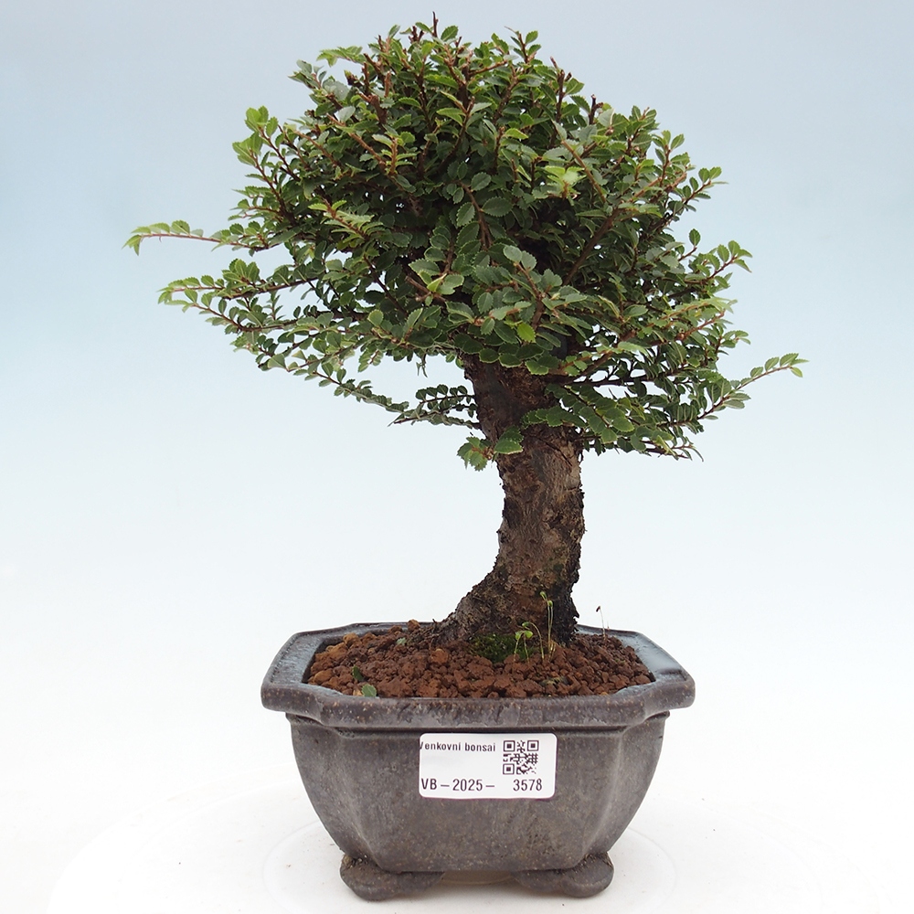 Vonkajší bonsai - Ulmus parvifolia Hokkaido - brest Čínsky