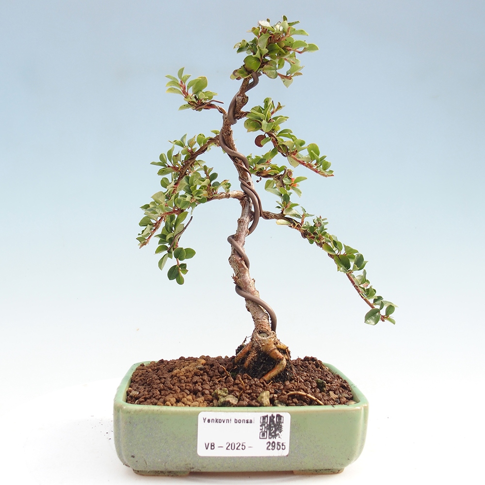 Vonkajší bonsai - Cotoneaster horizontalis - Skalník