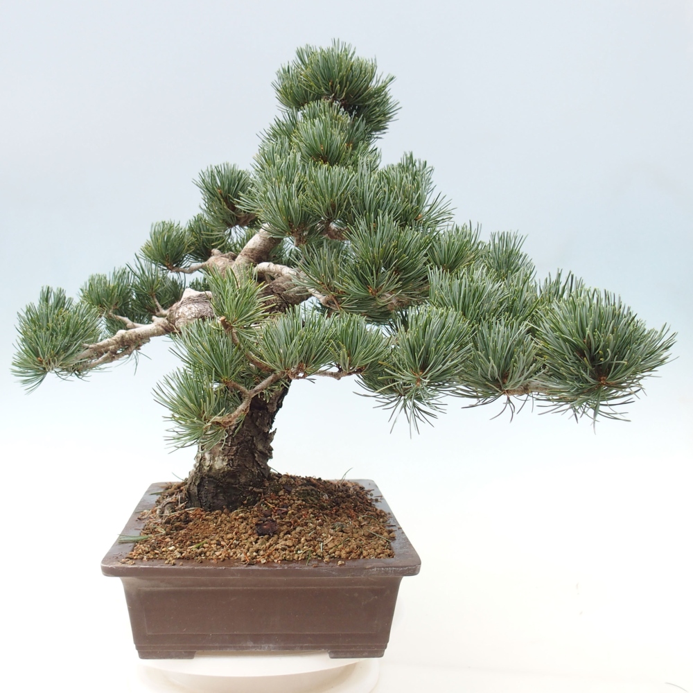 Vonkajšie bonsai - Pinus parviflora - Borovica drobnokvetá