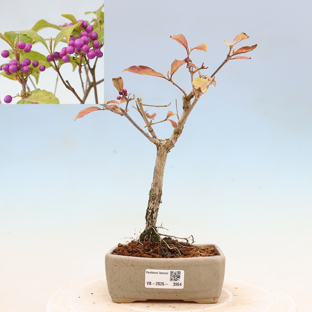 Vonkajší bonsai – krásnoplodka – Callicarpa bodinierova profusion