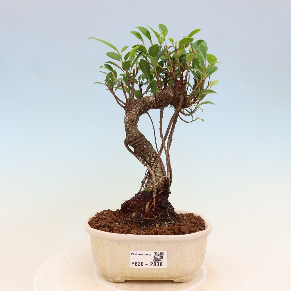 Izbové bonsaje - Ficus kimmen - drobnolistý fikus