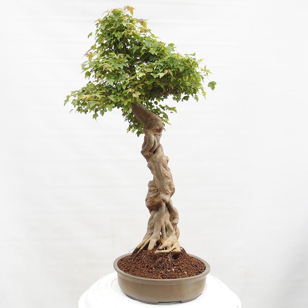 Vonkajšie bonsai - Javor Buergerianum - Javor Burgerův