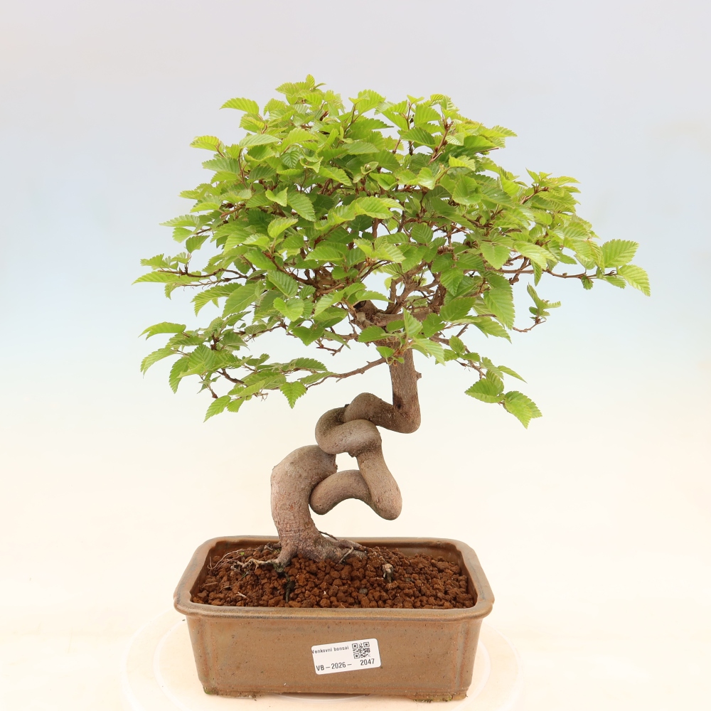 Vonkajší bonsaj -Carpinus coreana - Hrab kórejský