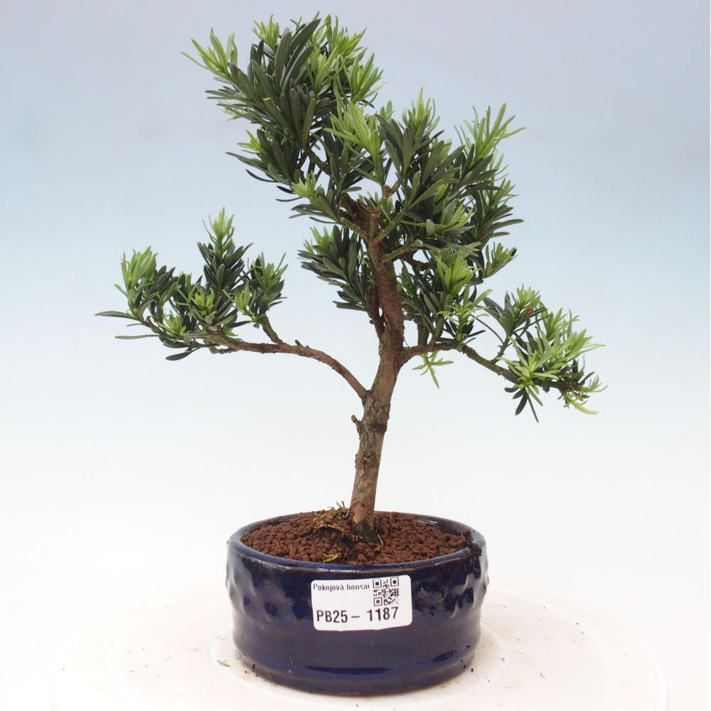Izbová bonsai - Podocarpus - Kamenný tis