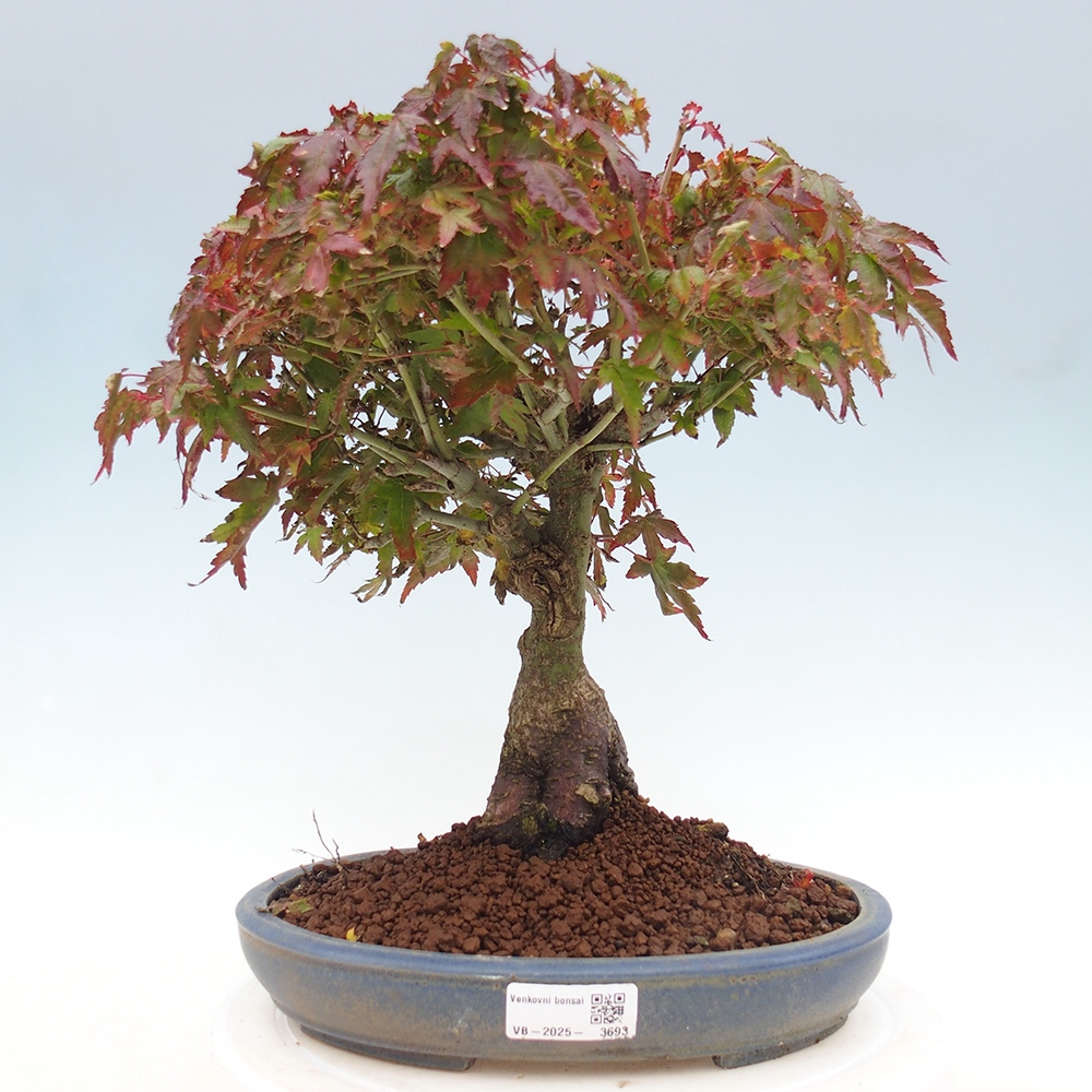 Acer palmatum KIOHIME - Javor palmetový