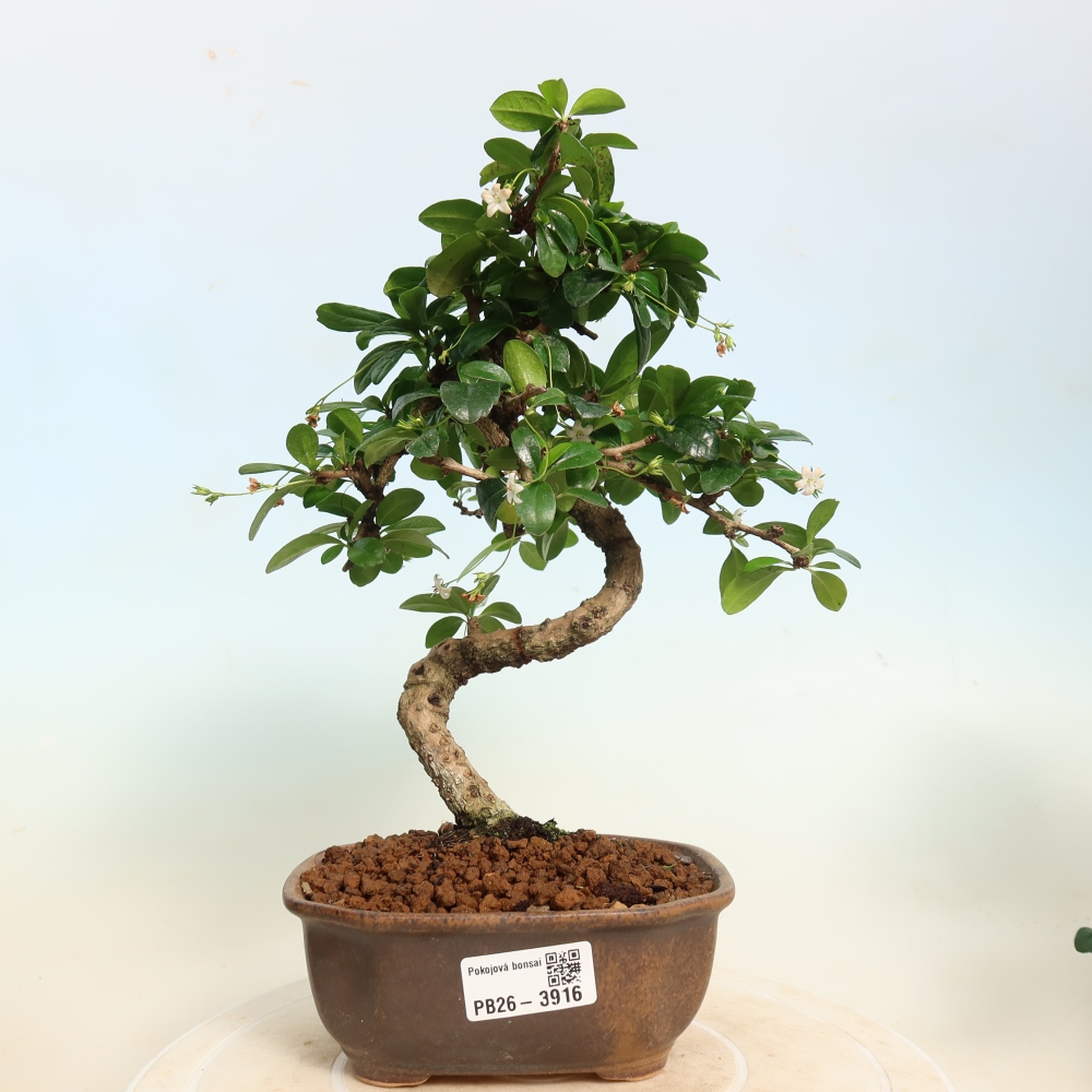Izbové bonsaje - Carmona macrophylla - Tea fuki