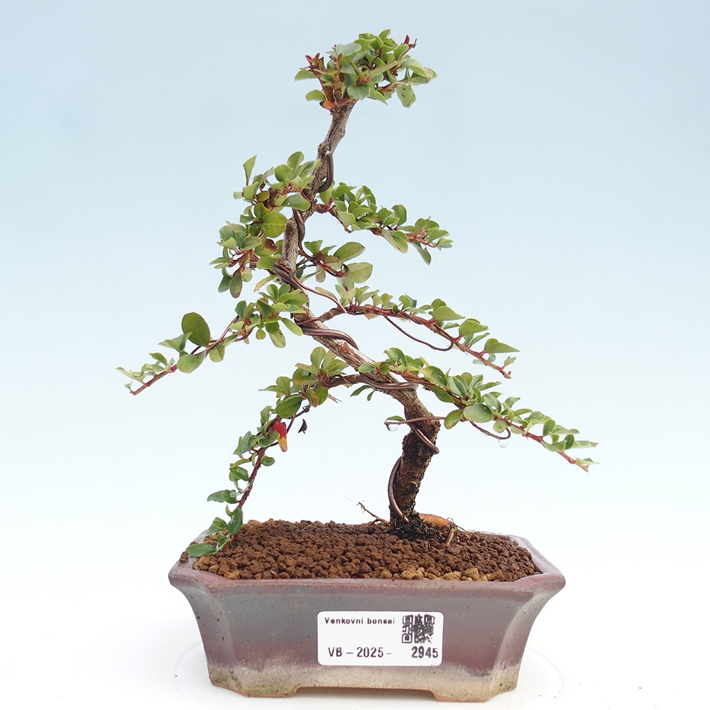 Vonkajší bonsai - Cotoneaster horizontalis - Skalník