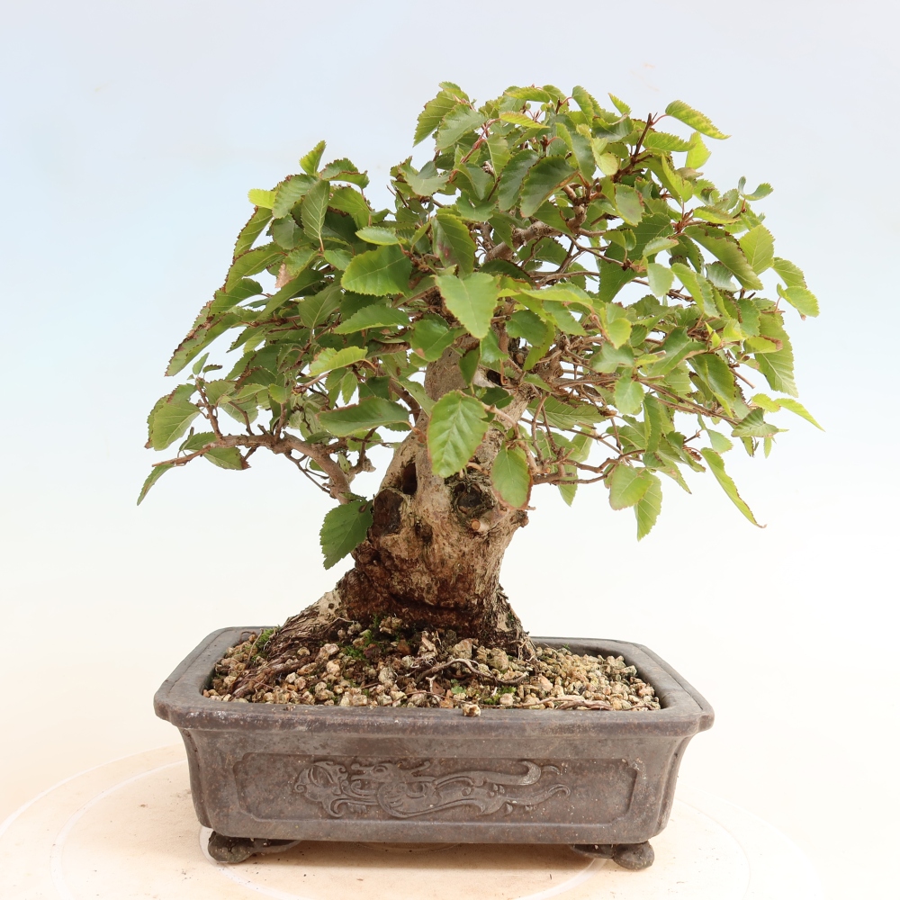 Vonkajšie bonsaje -Carpinus CARPINOIDES - Hrab kórejský