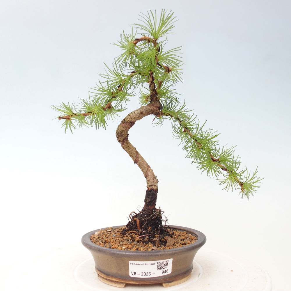 Vonkajšie bonsaje - Larix Kaempferi - Japonský smrekovec