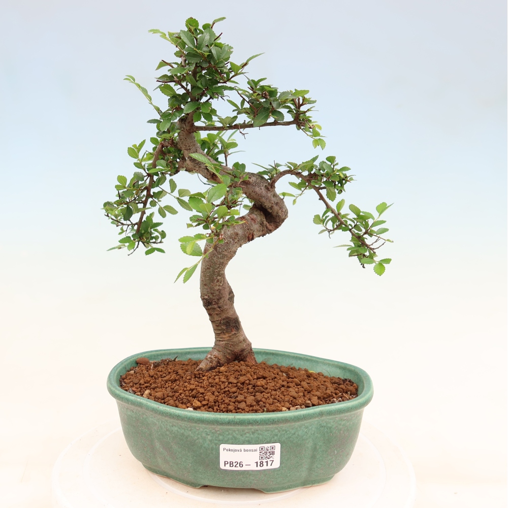 Izbový bonsaj - Ulmus parvifolia - brest malolistý