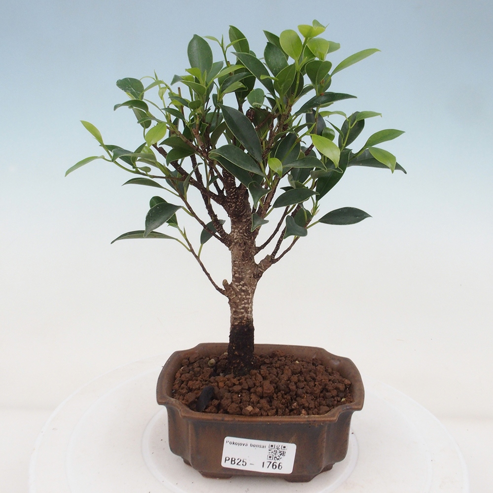 Izbová bonsai - Malolistý fikus - Ficus kimmen