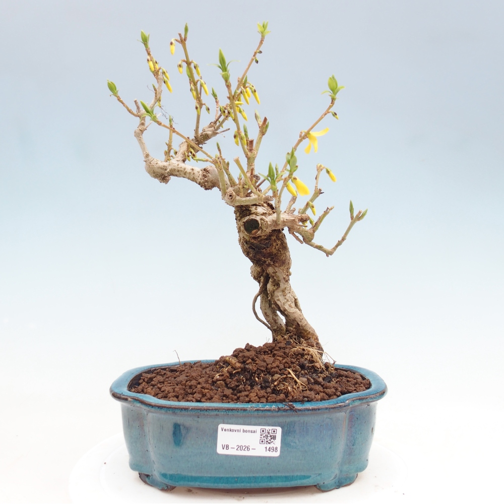 Vonkajší bonsai - Zlatice - Forsythia koreana