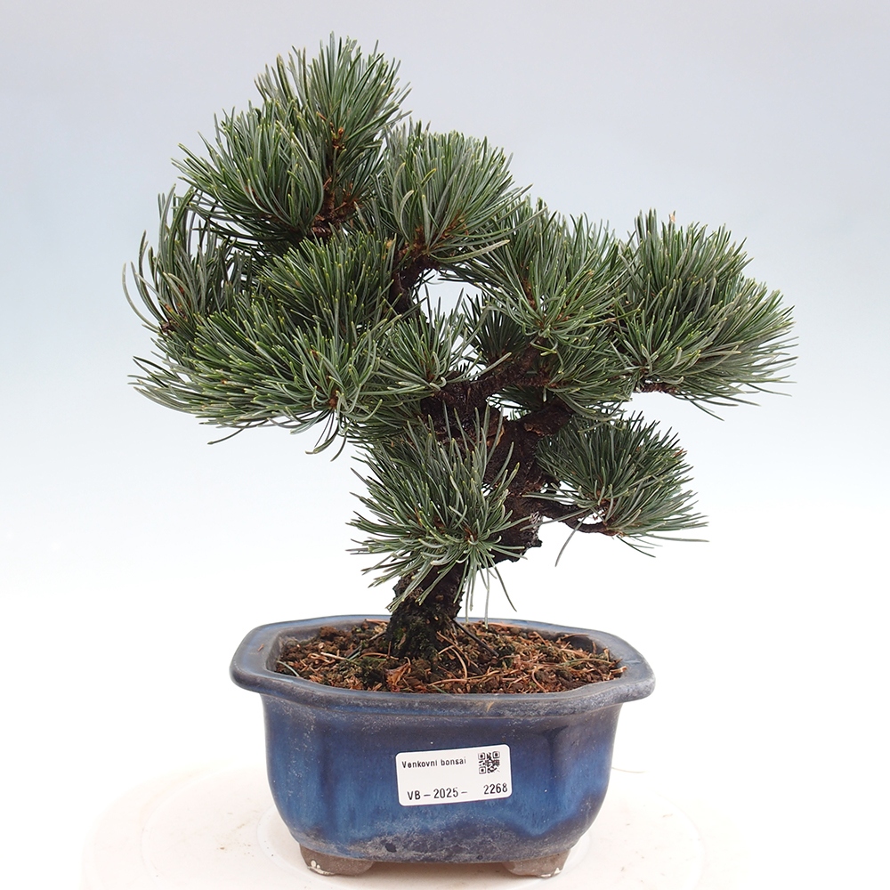 Vonkajšie bonsai - Pinus parviflora - Borovica drobnokvetá