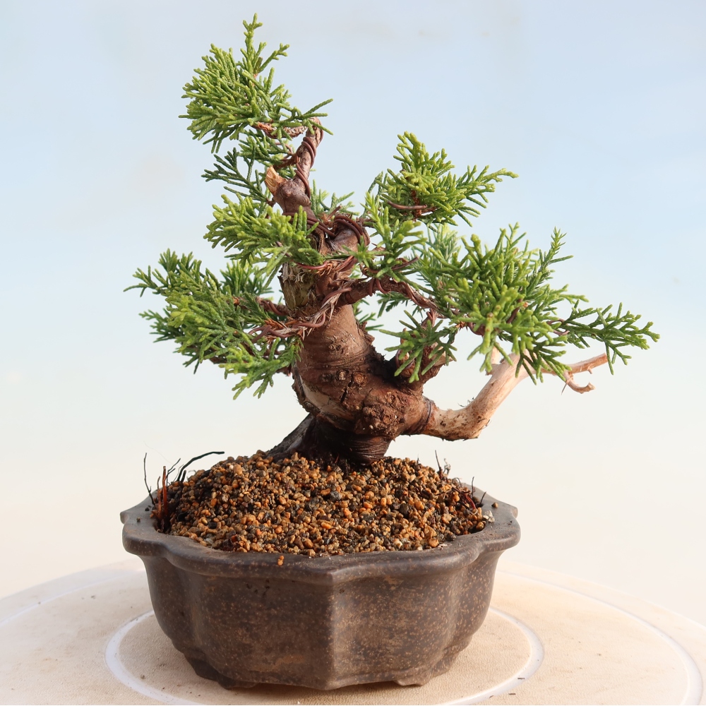 Vonkajší bonsai - Juniperus chinensis Itoigawa -Jalovec čínsky