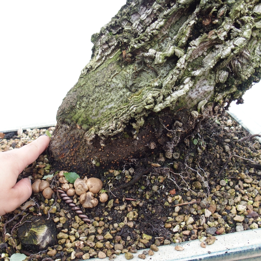 vonkajšie bonsai Quercus suber - Korkový dub