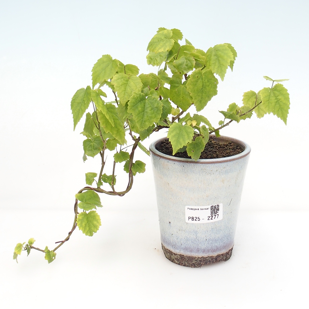 Izbová bonsai - Abutilon Big Bell - Mračniak poříční