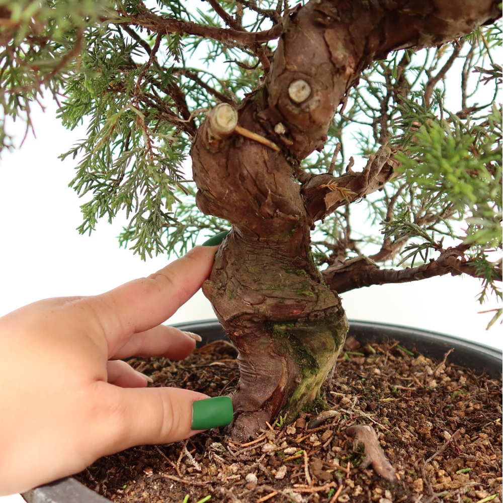 Vonkajší bonsai – Juniperus chinensis Itoigawa – čínsky jalovec