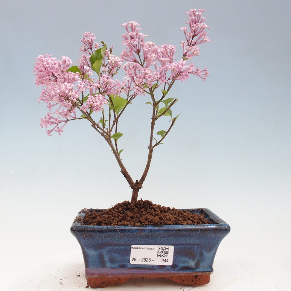 Vonkajší bonsai - Syringa Meyeri Palibin - Orgován Meyerov