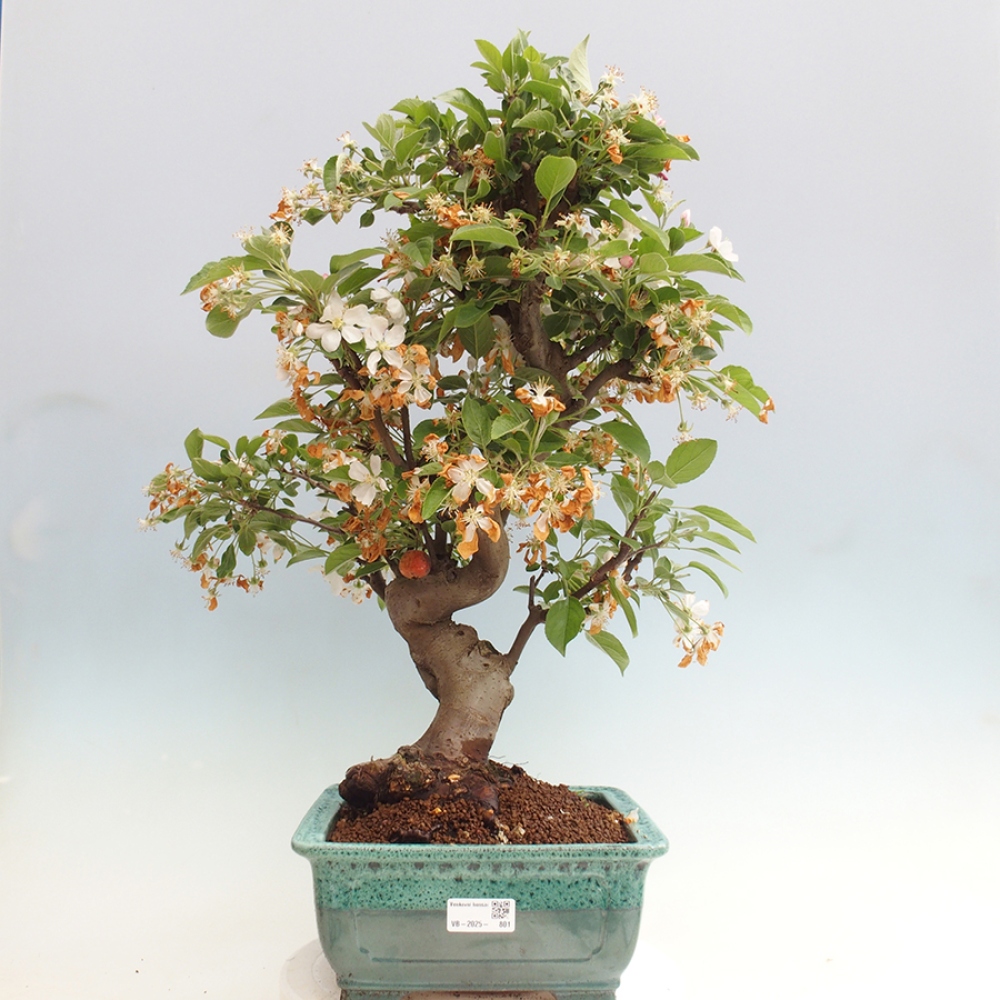 Vonkajší bonsai -Malus halliana - Maloplodá jabloň